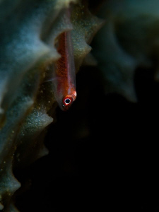 Goby on Sponge. Komodo, Indonesia. by Stephen Holinski 